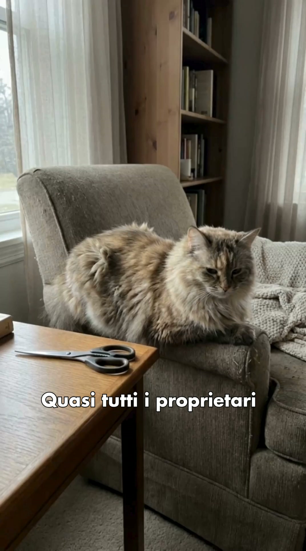Basta forbici e strappi | Toelettatura sicura per gatti