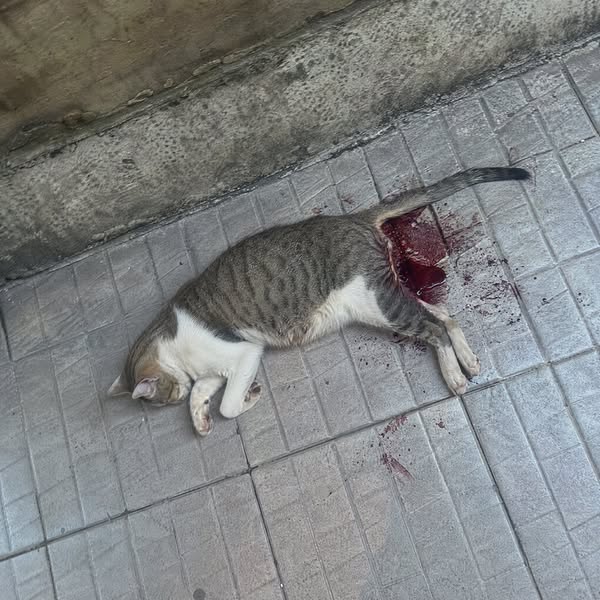 Stop watching your cat suffer