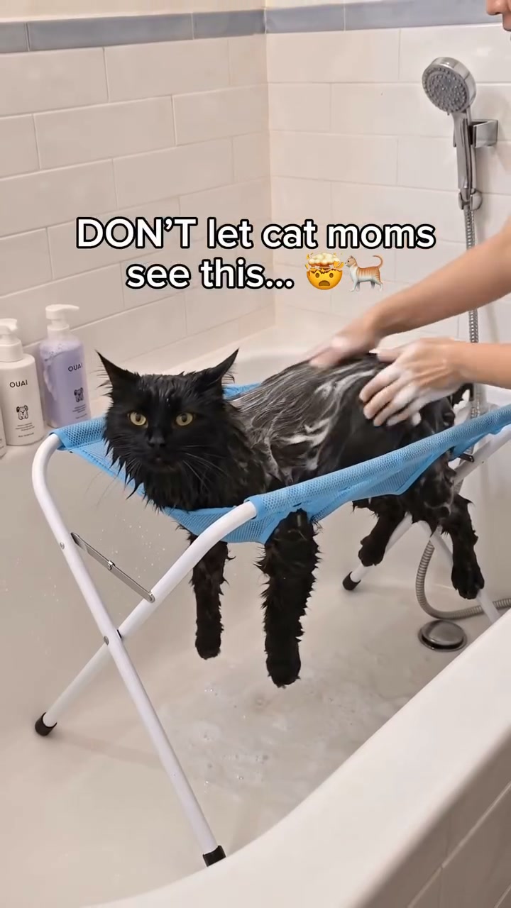 Bathing A Cat Doesn't Have To Be War