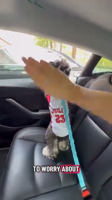 Keep Your Best Friend Safe on Every Ride