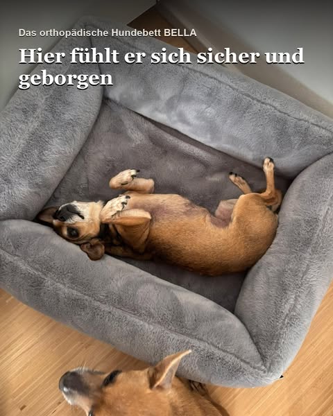 Orthopädischer Komfort mit Nestgefühl