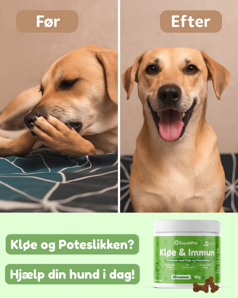 Hjælp Din Hund I Dag