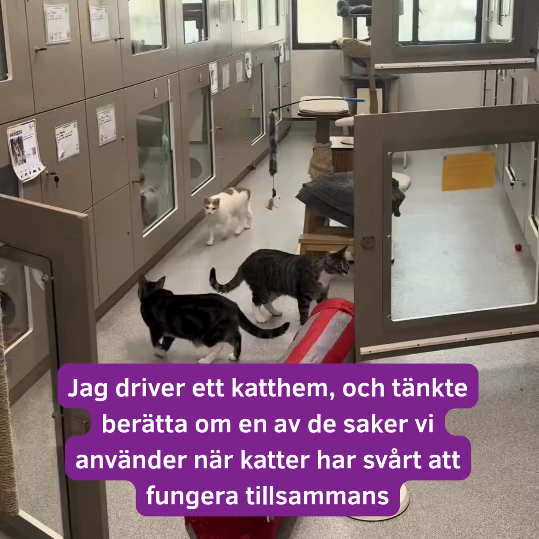Anúncio de Catmist