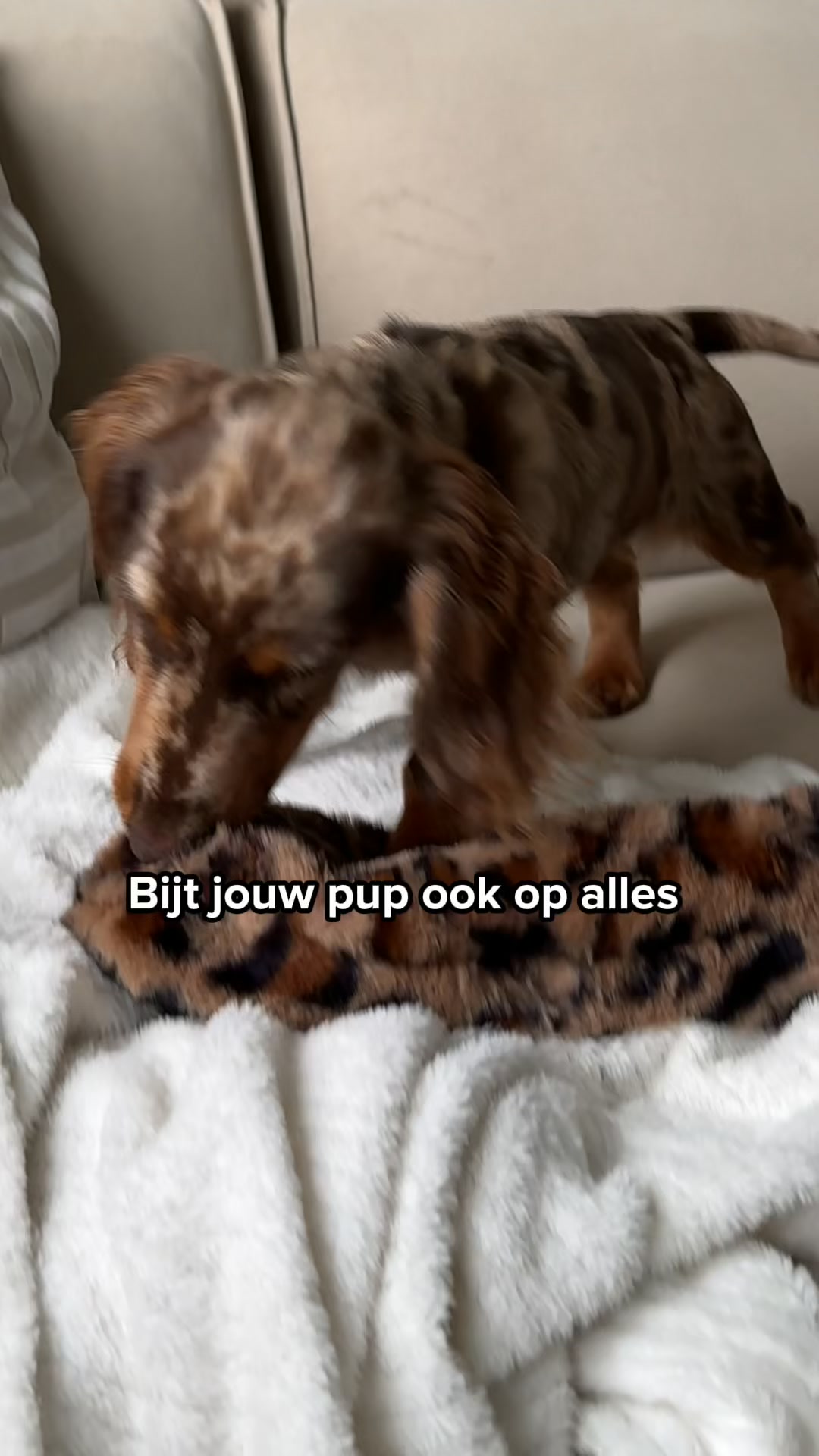 Ontdek de snackbox voor jouw puppy