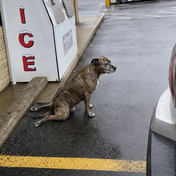 What vets aren’t telling you about your dog’s back legs