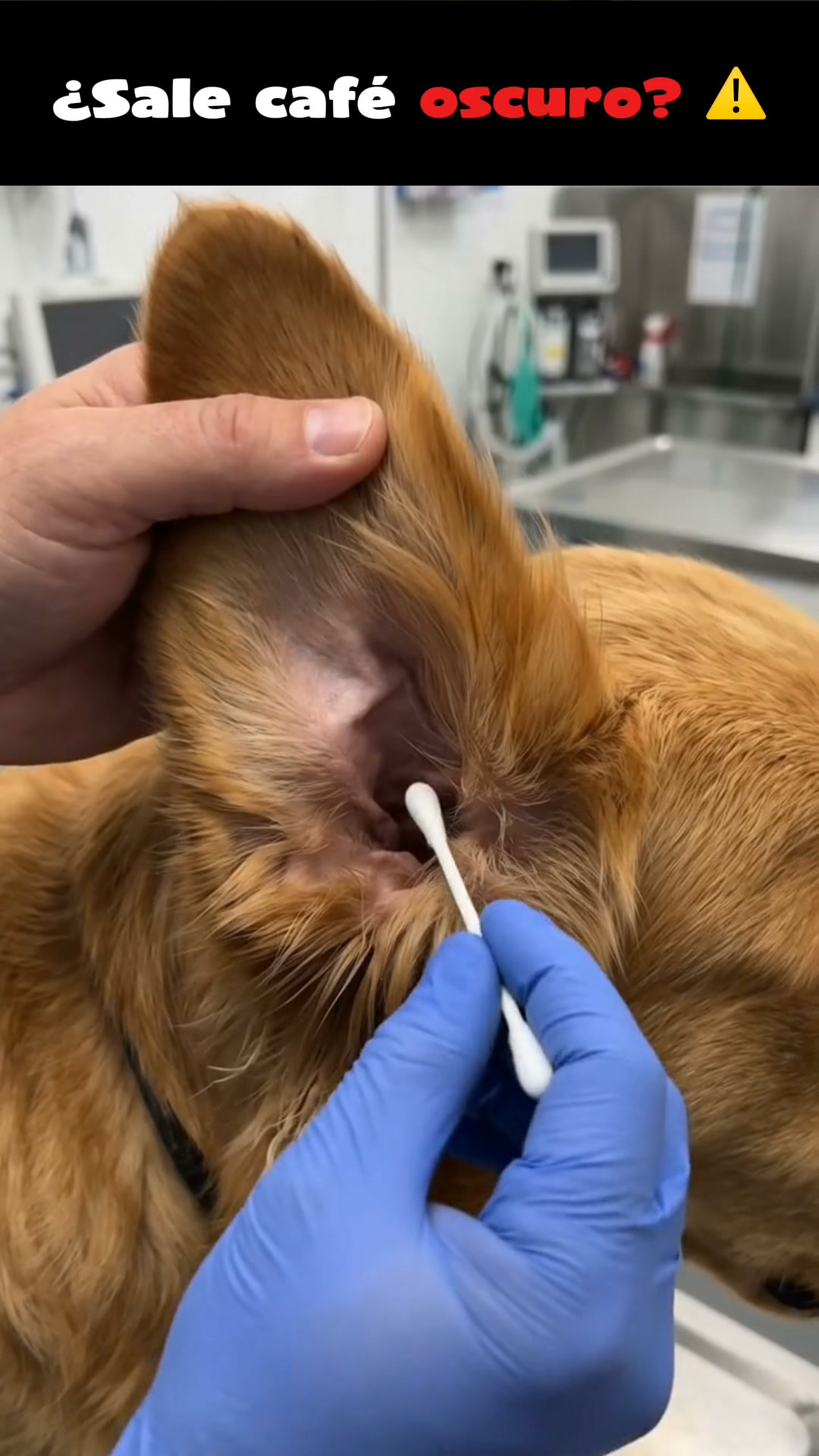 En Peludos, la salud de tu perro está en buenas manos