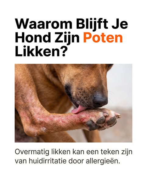 Krabt jouw hond zich de hele dag?