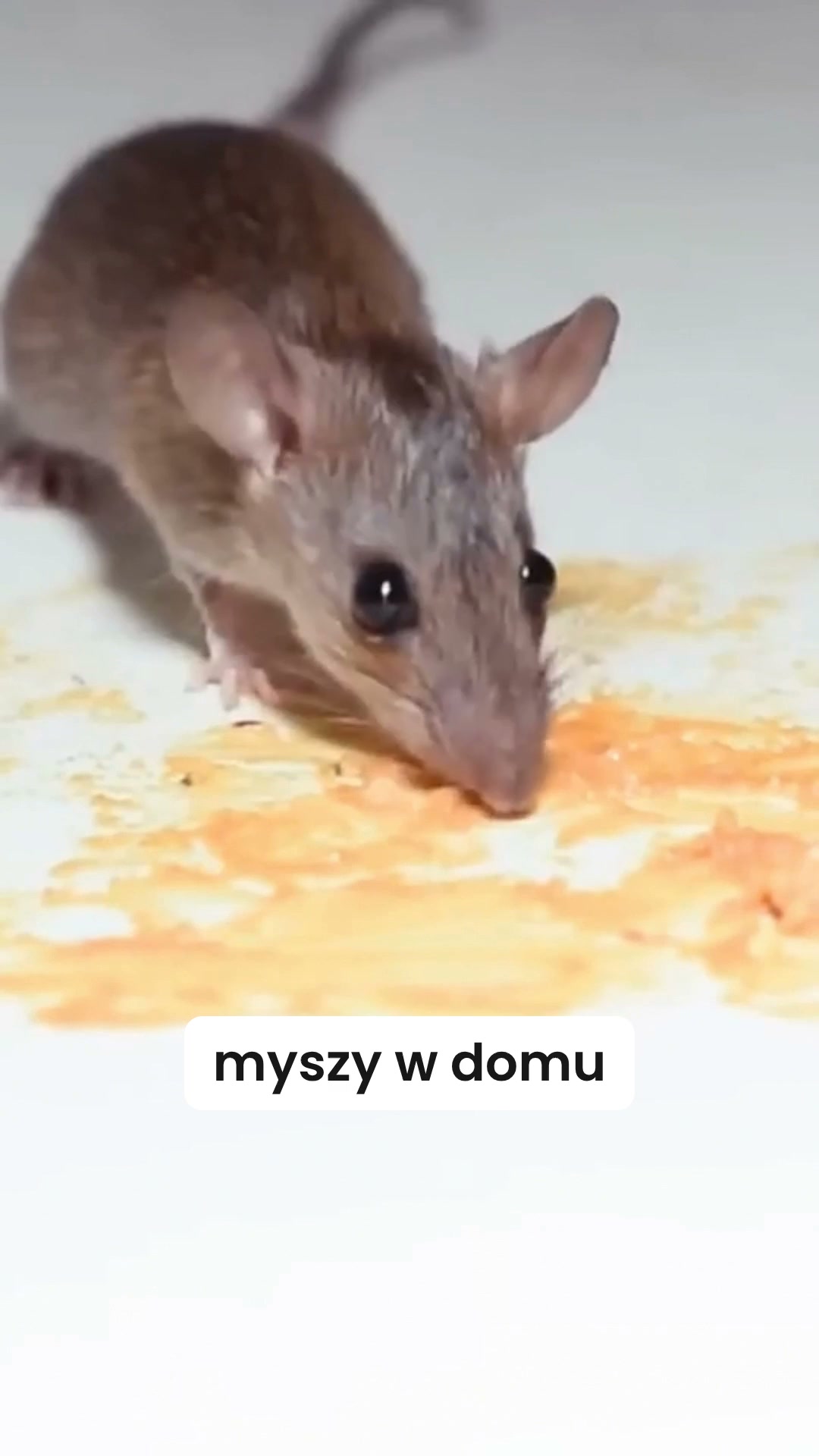 Na myszy bez trutki i bez pułapek