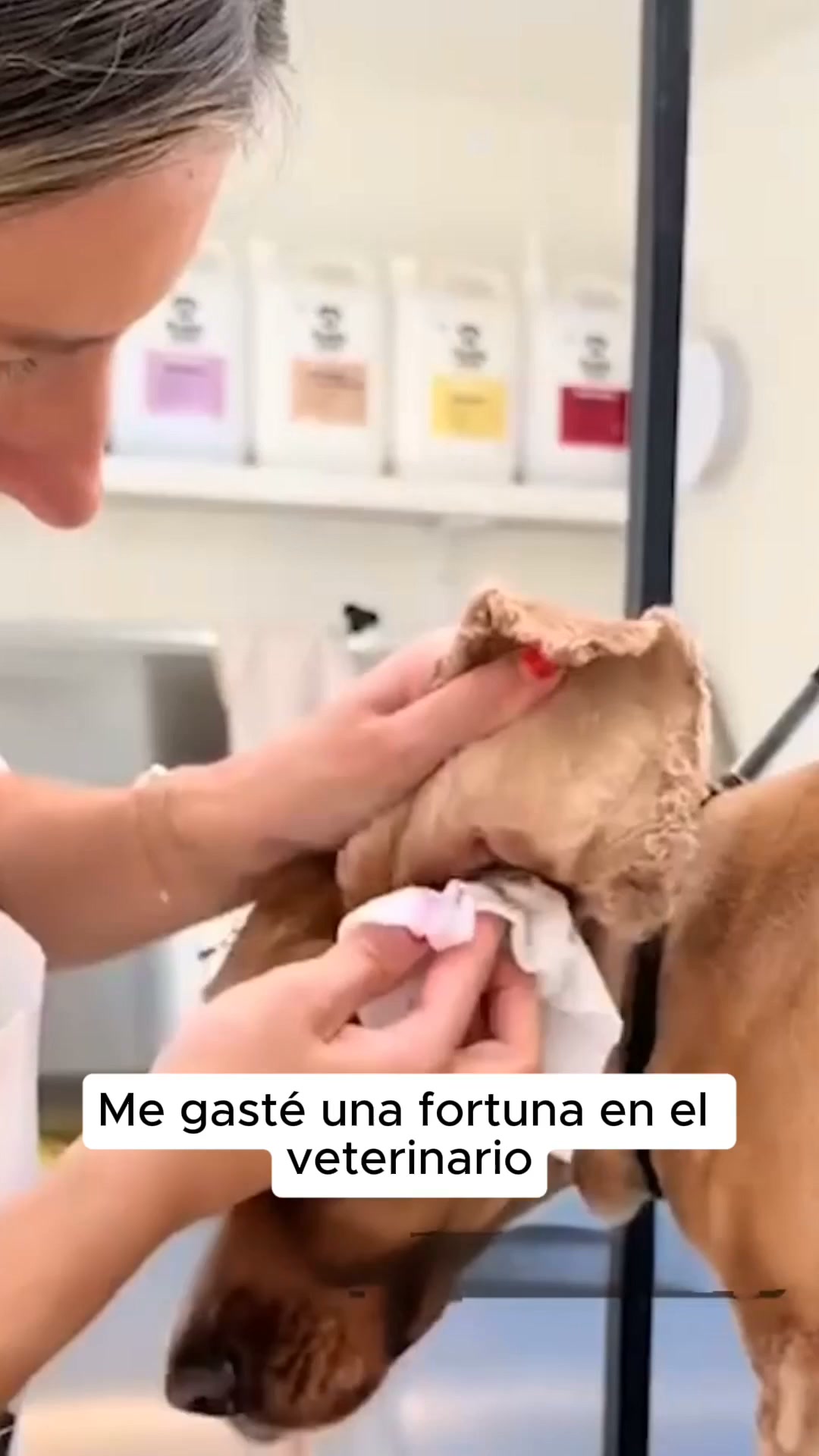 En Peludos, la salud de tu perro está en buenas manos