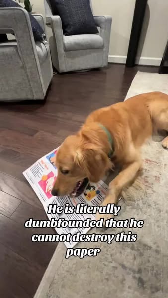 Interactive pet newspaper toy