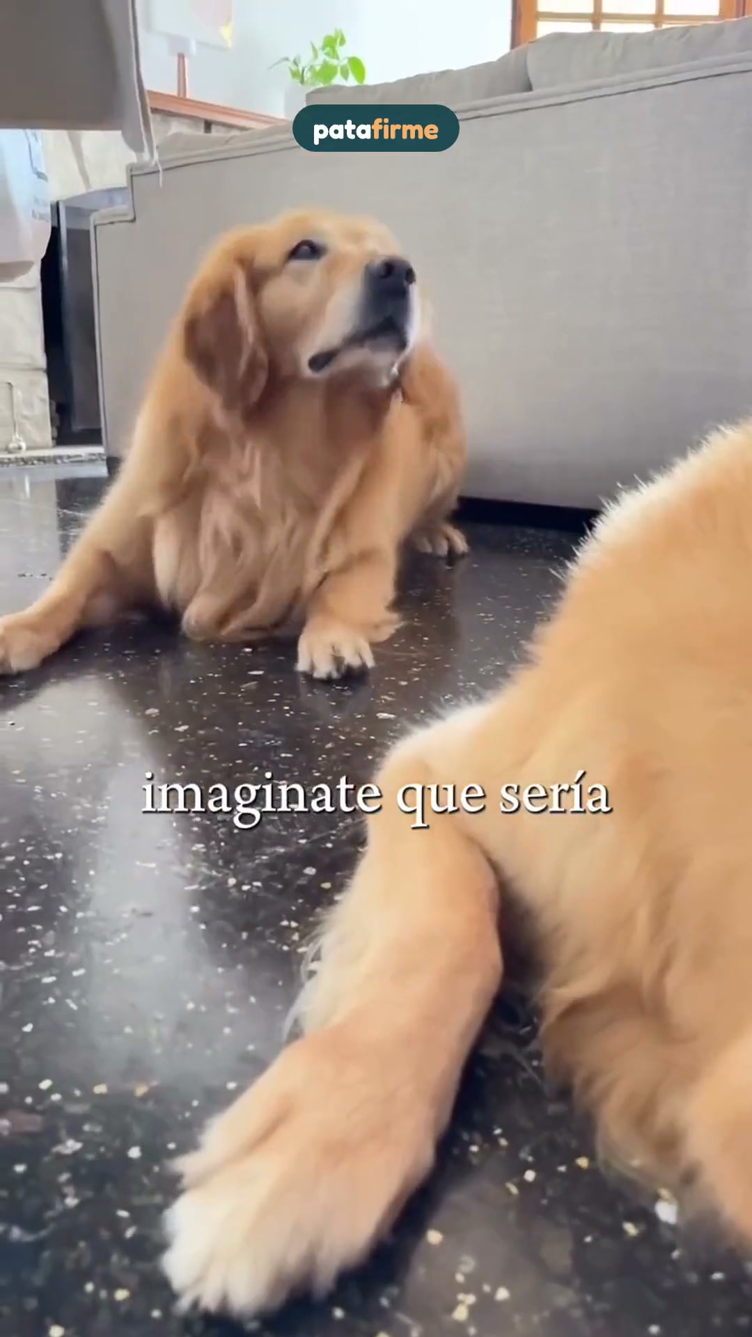 ¿Algo en las patas? Mira por qué