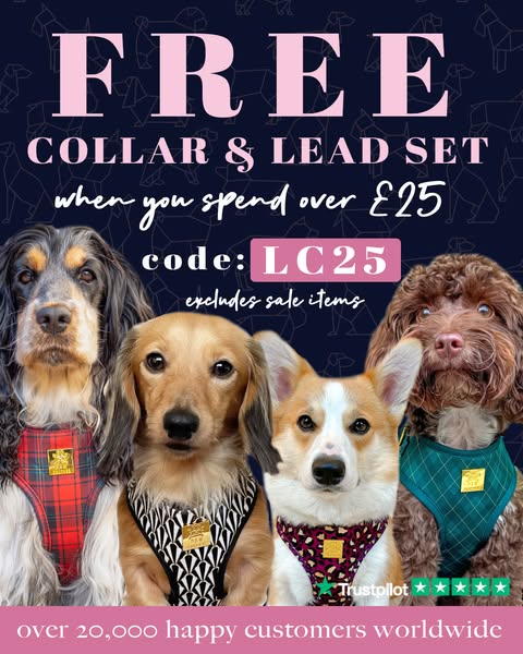 Luxury fashion for dogs at affordable prices
