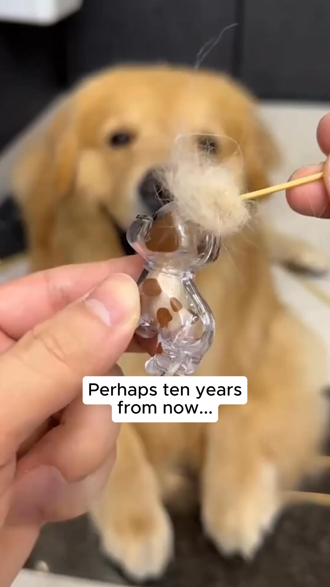 #1 Pet Memory