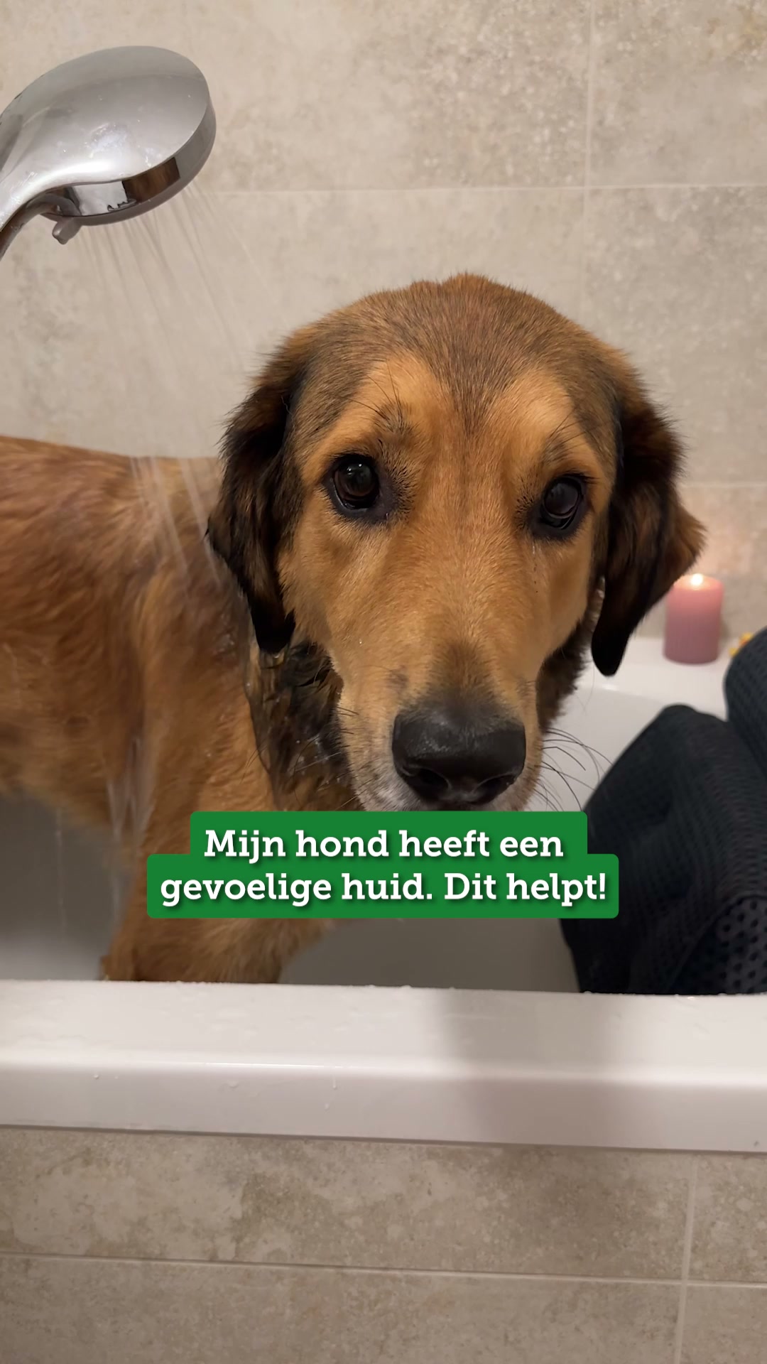 Alleen het beste voor je viervoeter