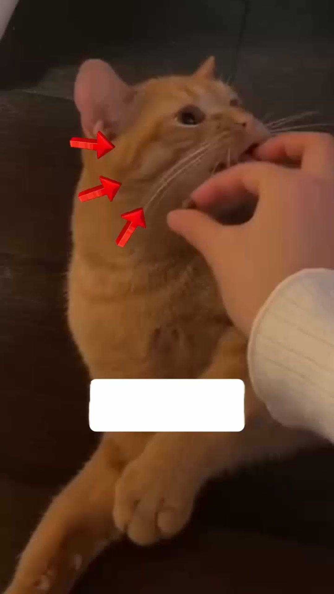 En gladare katt väntar