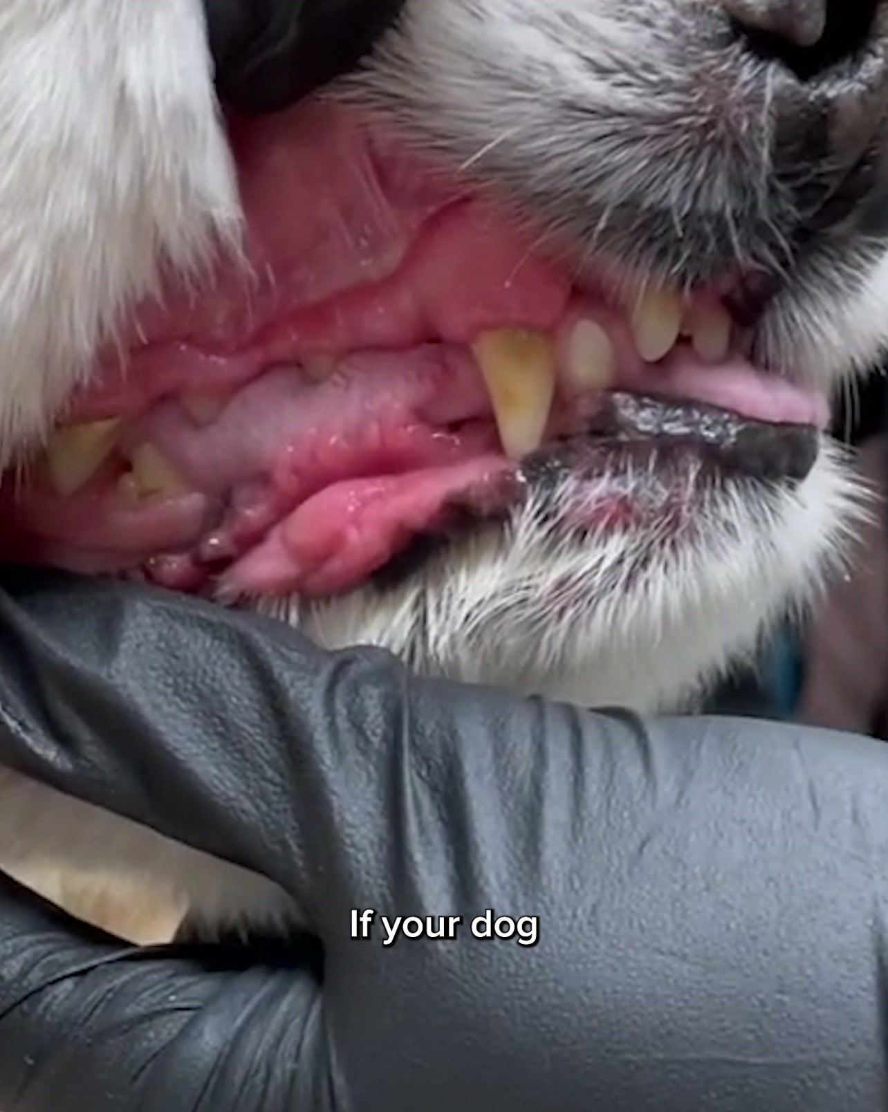 Still Eating Fine? His Gums May Tell a Different Story.