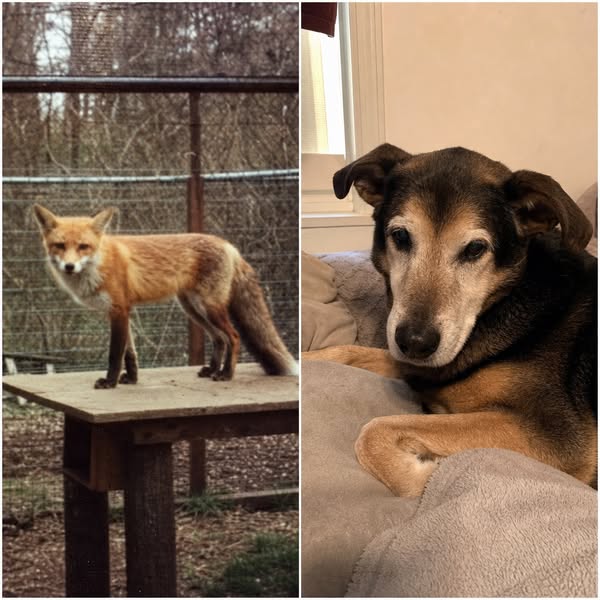 A 40-yr old study that revealed the secret to why dogs die so early