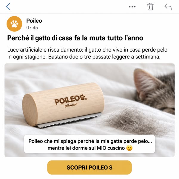 Il gatto di casa non ha stagioni