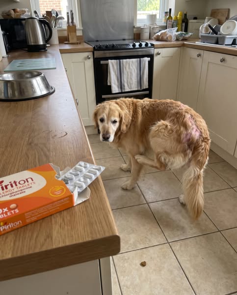 Read This Before You Pay Another Vet Bill