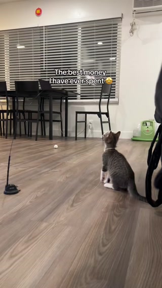Trusted by Cat Lovers, Loved by Kitties!