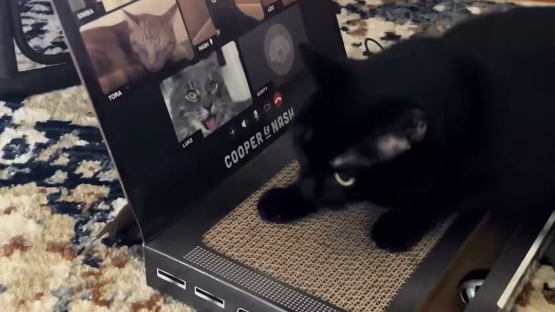 Save Your Laptop, Spoil Your Cat!