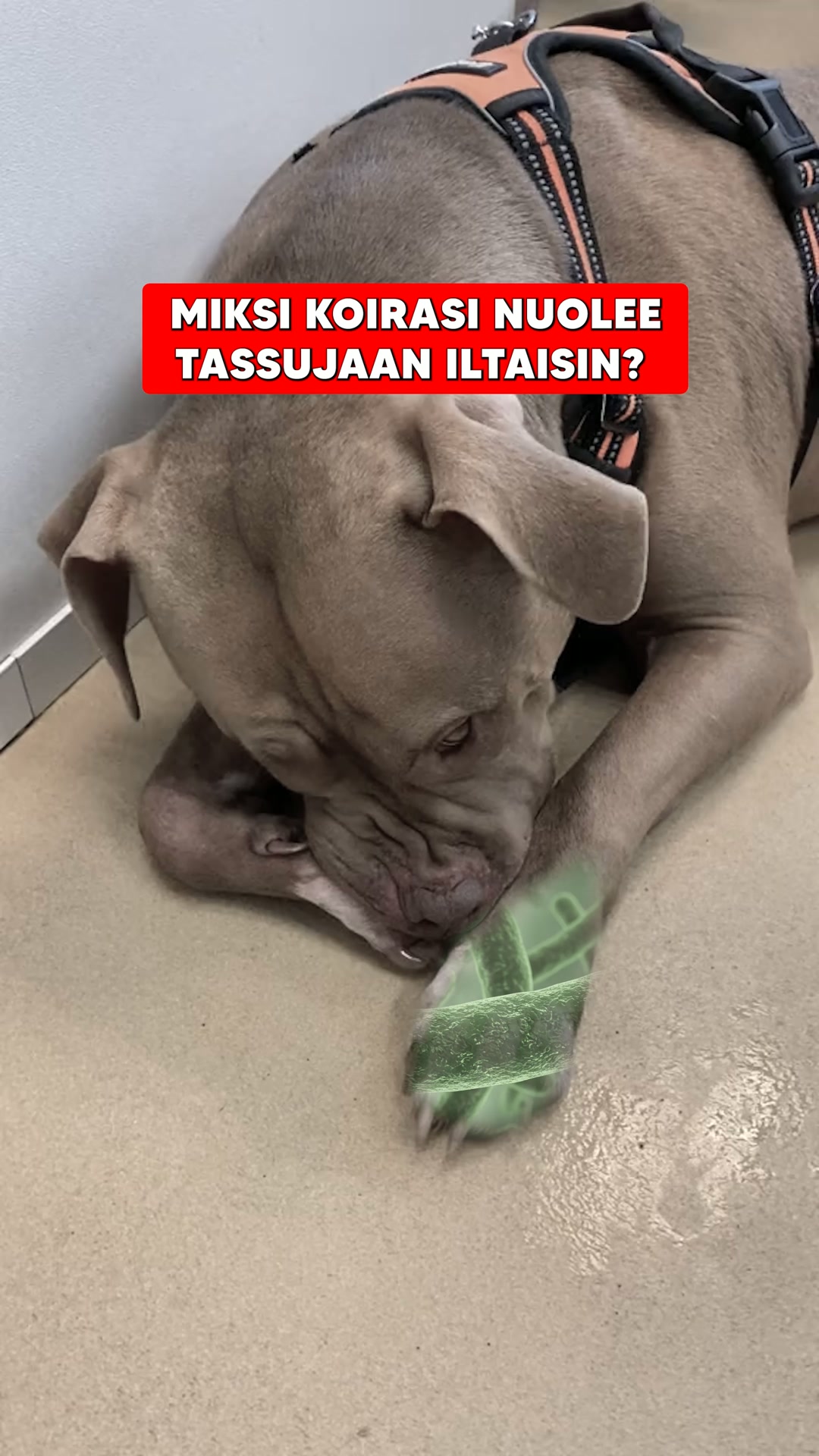 Jos tunnistat jonkin näistä merkeistä, kokeile näitä tehokkaita purupaloja