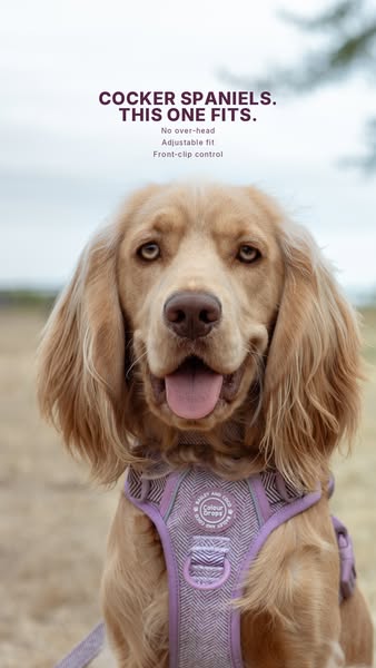 Cocker Spaniel Harnesses
