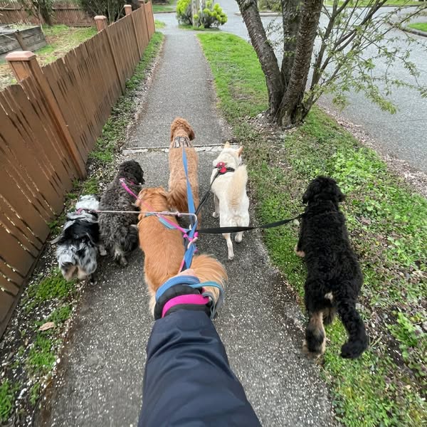 One Family's Dogs Always Lived Past 17..