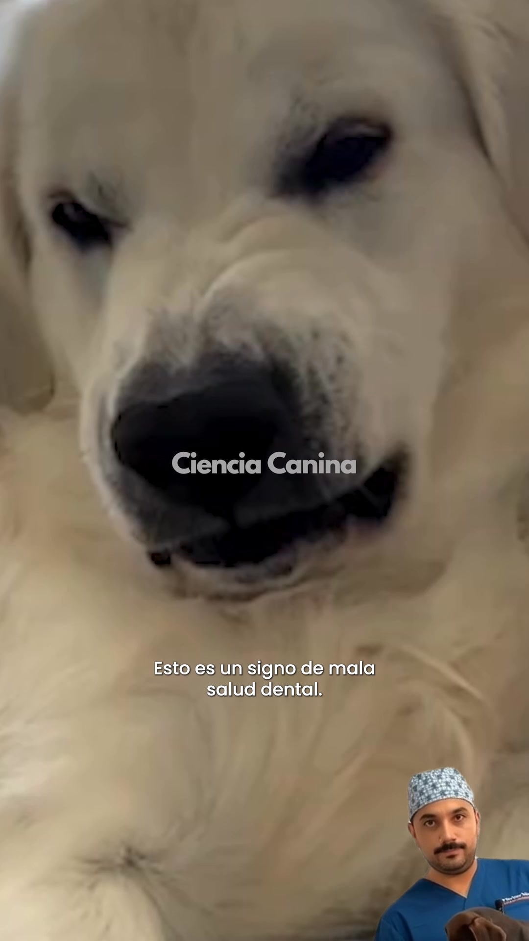 Lee si tu perro no te deja cepillarle los dientes