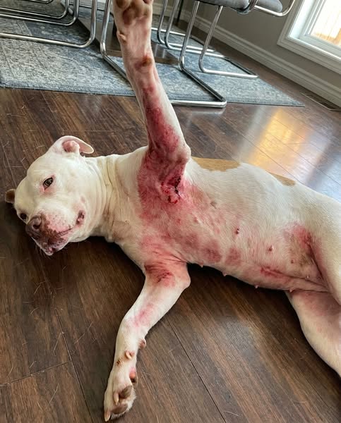 Read this if your pit bull has allergies