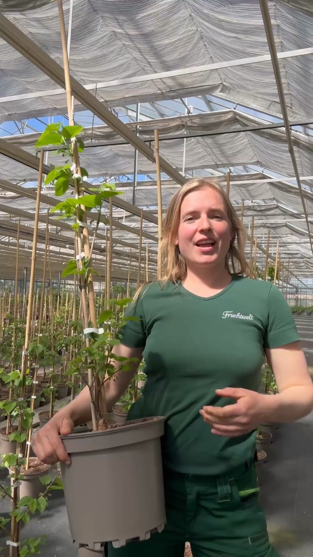 Maulbeeren für deinen Garten