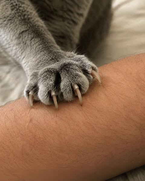 Read If It's Impossible To Cut Your Cat's Nails