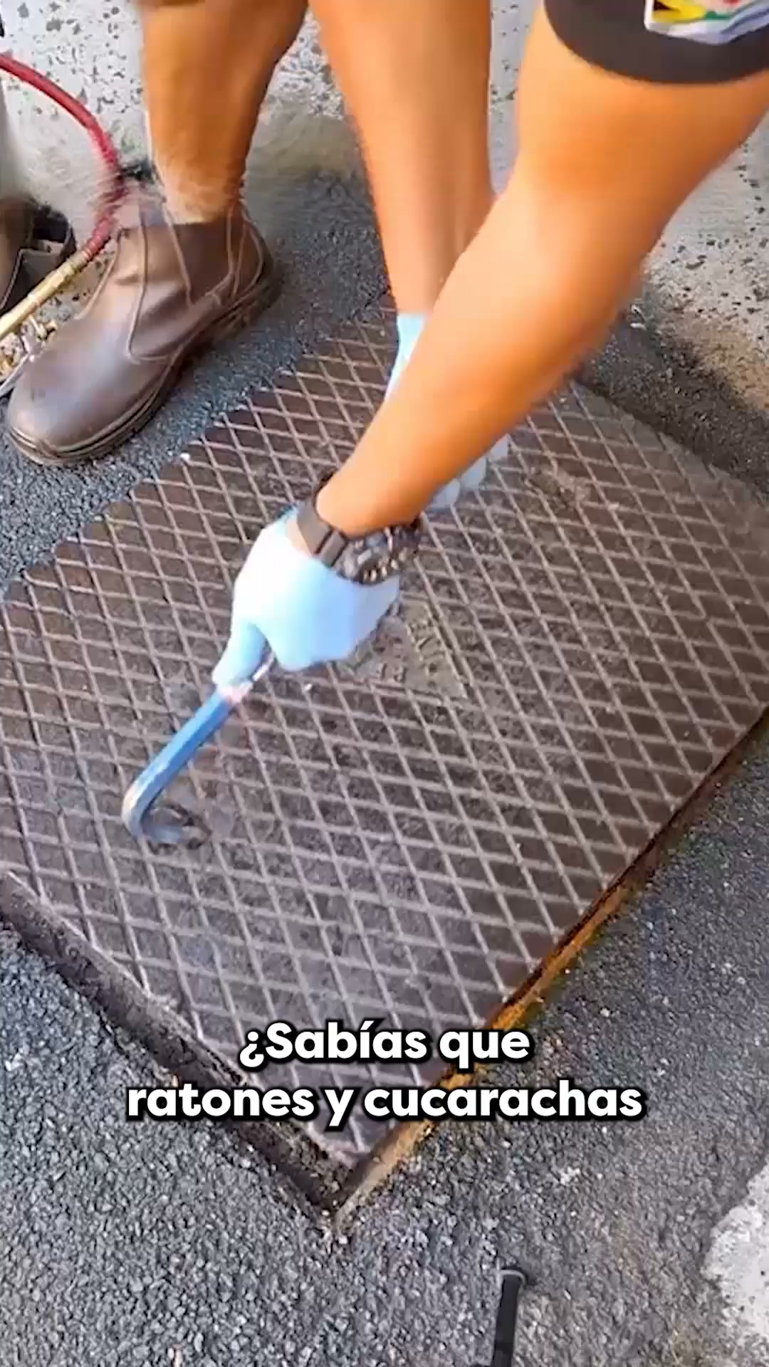 Con la lluvia y el calor, las cucarachas, los mosquitos y las hormigas entran más fácilmente en casa.