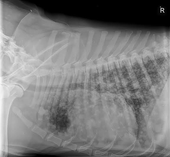 If Your Dog Has Been Diagnosed READ This