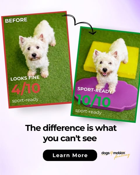 Shoulder Strength for Sport & Active Dogs