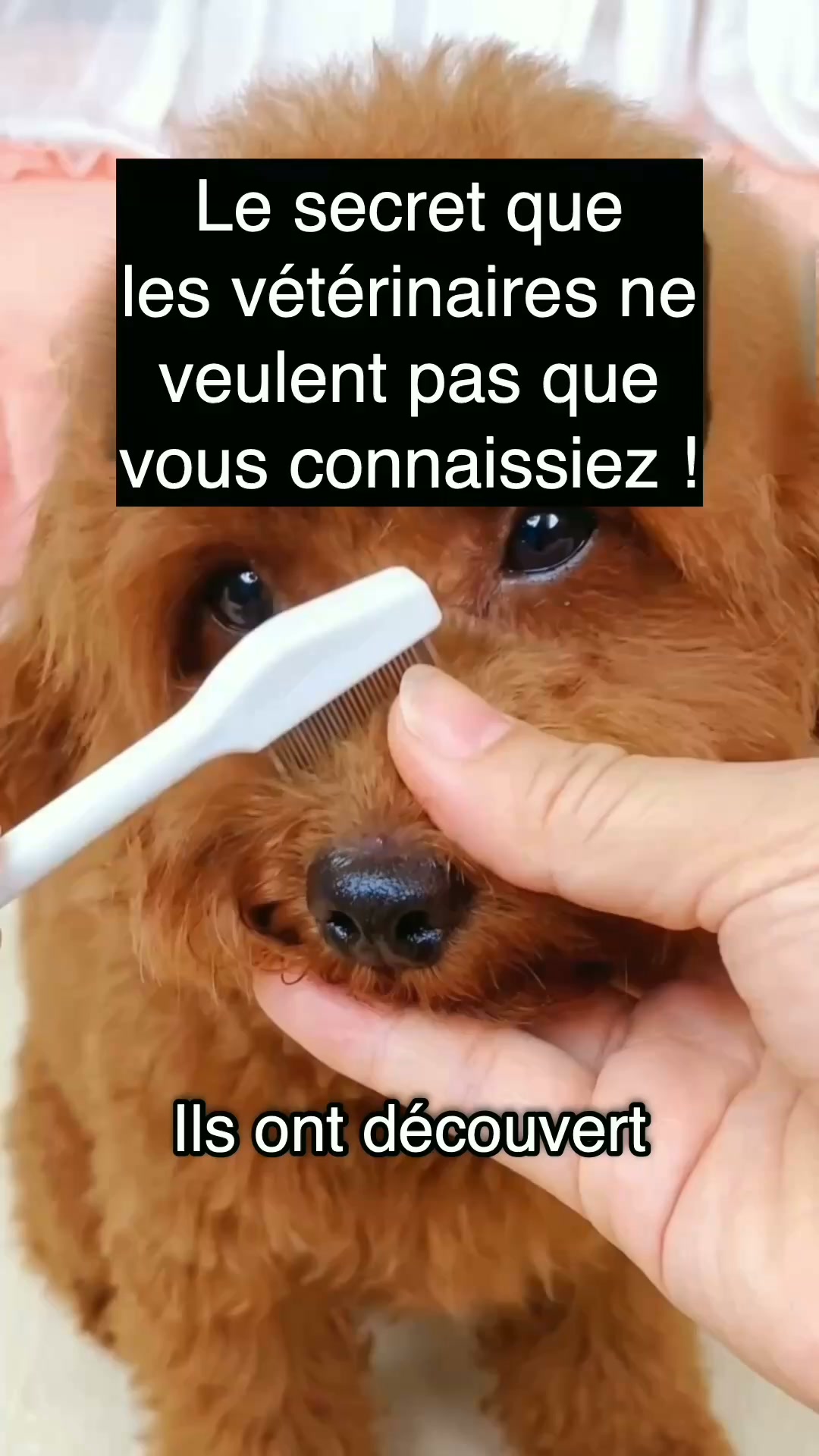 Offre à ton chien une vie sans puces ni tiques