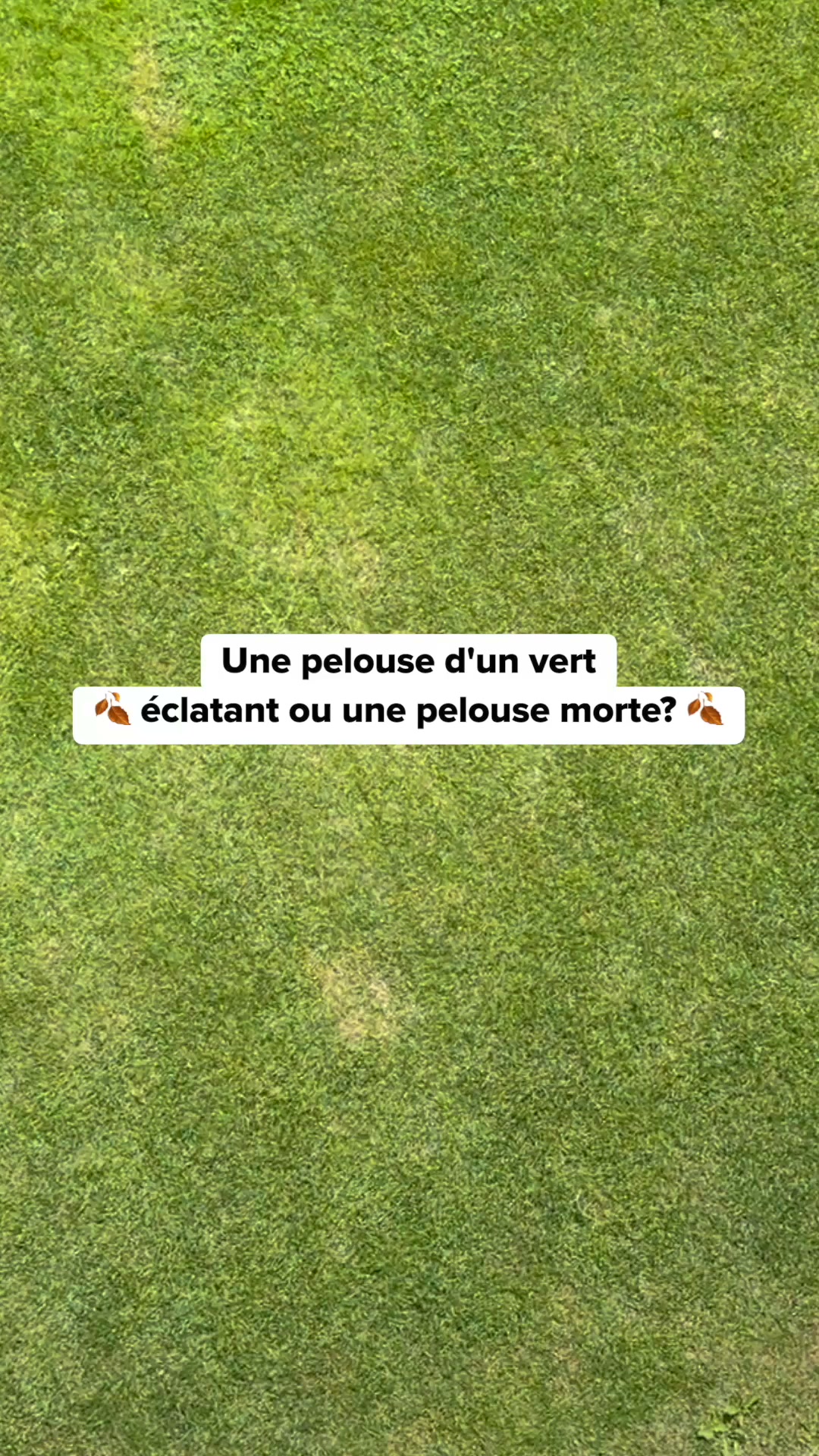 Sauver son gazon après l'été