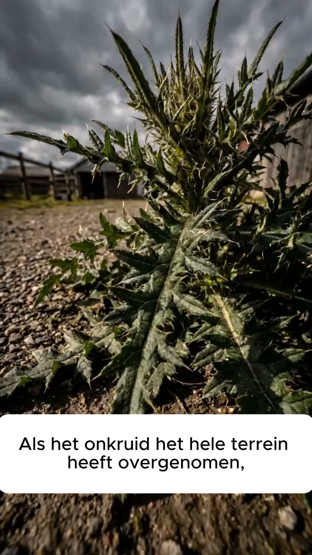 Eindelijk weer een nette tuin