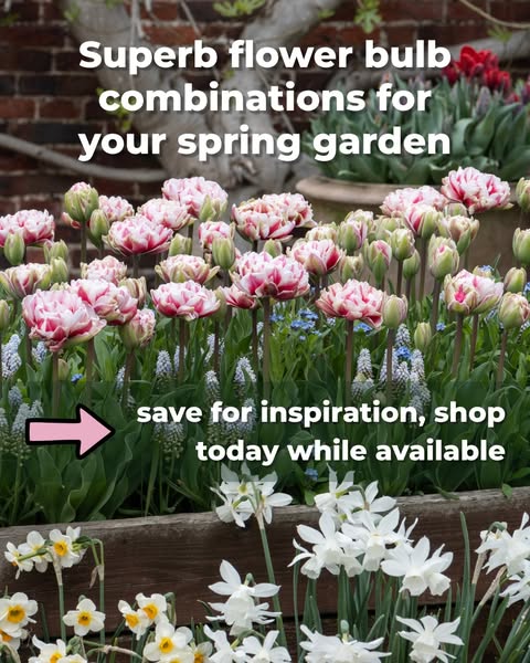 Autumn Planting Bulbs | Spring Flowering Bulbs | Peter Nyssen