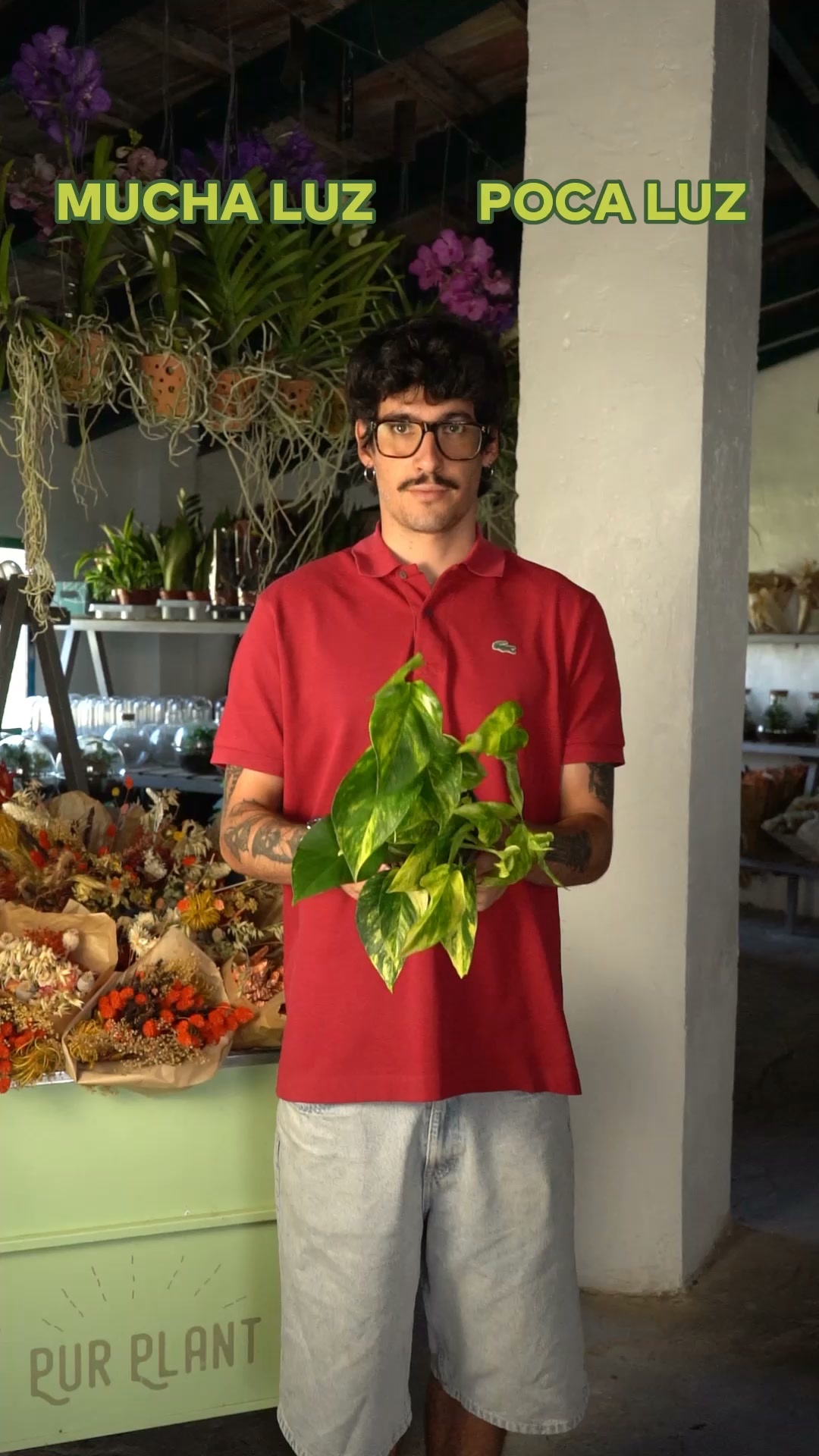 ¿Piso oscuro? Estas plantas aman la sombra