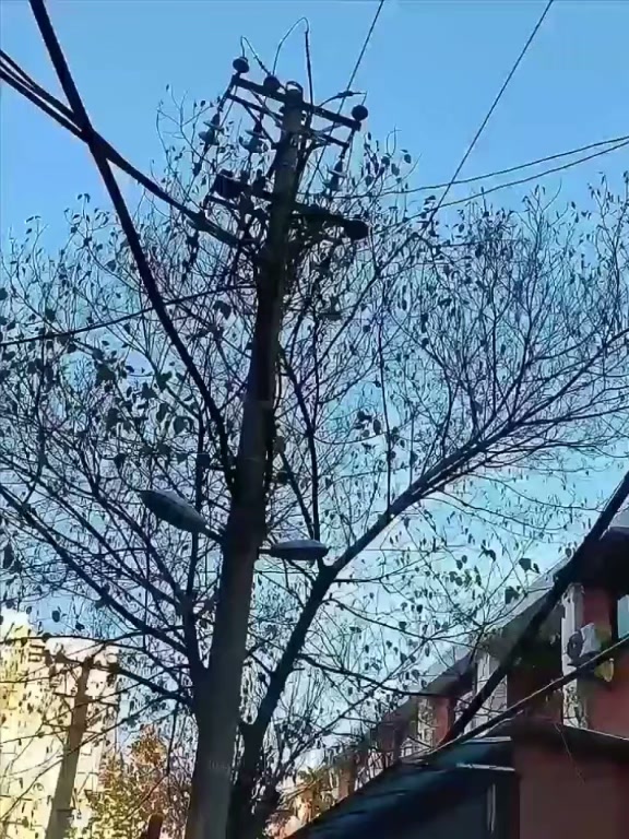 Corte os ramos altos instantaneamente — seguro, prático e sem precisar de escada!
