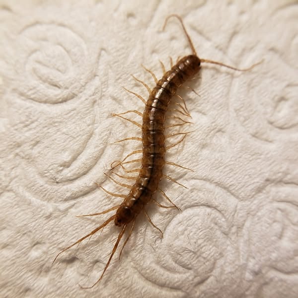 My Indoor Cat Vomited Live Worms. She Never Went Outside.