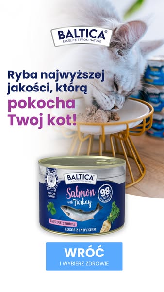 Posiłki które pokocha Twój kot