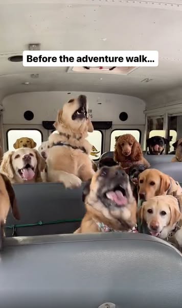 Read this if your dog never switches off