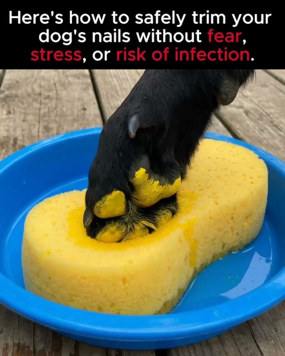 Stress-Free Nail Grooming for Your Dog!