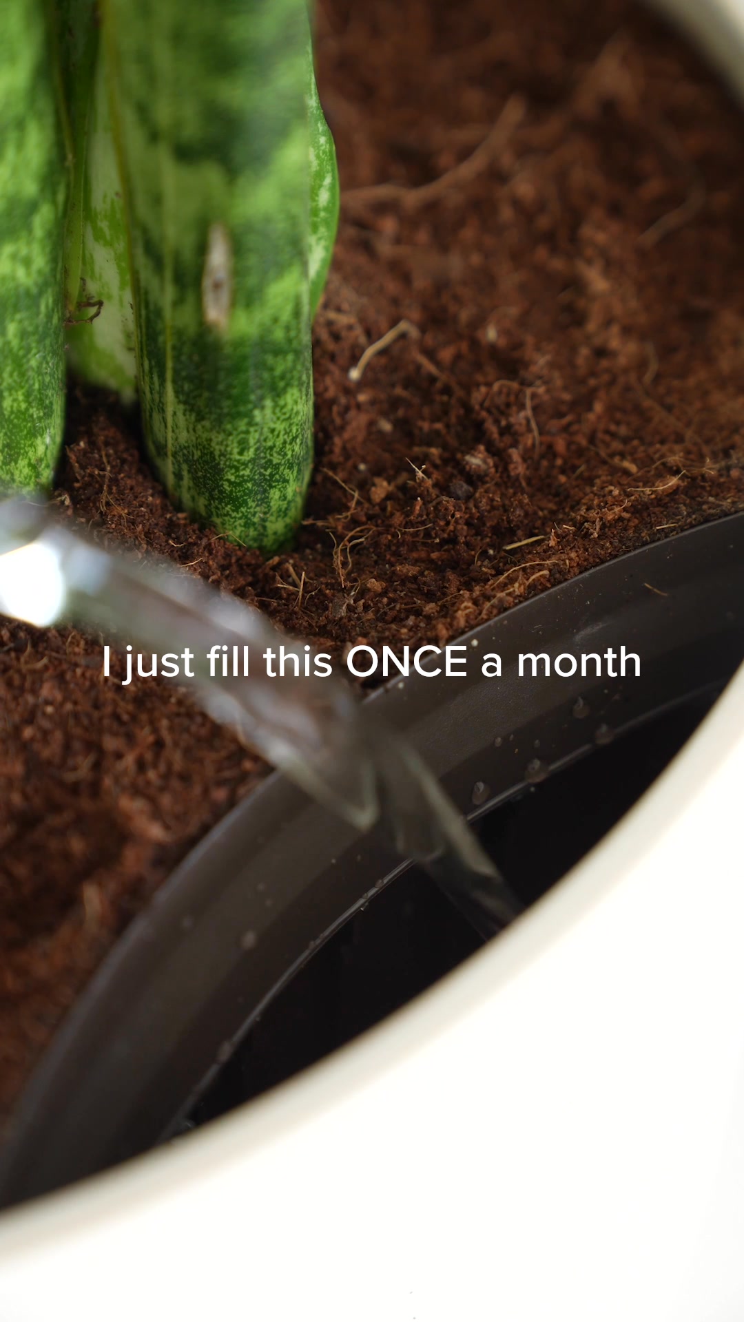 These are NO ordinary plants!