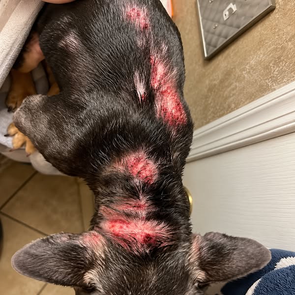 Read This Before Your Next Vet Bill