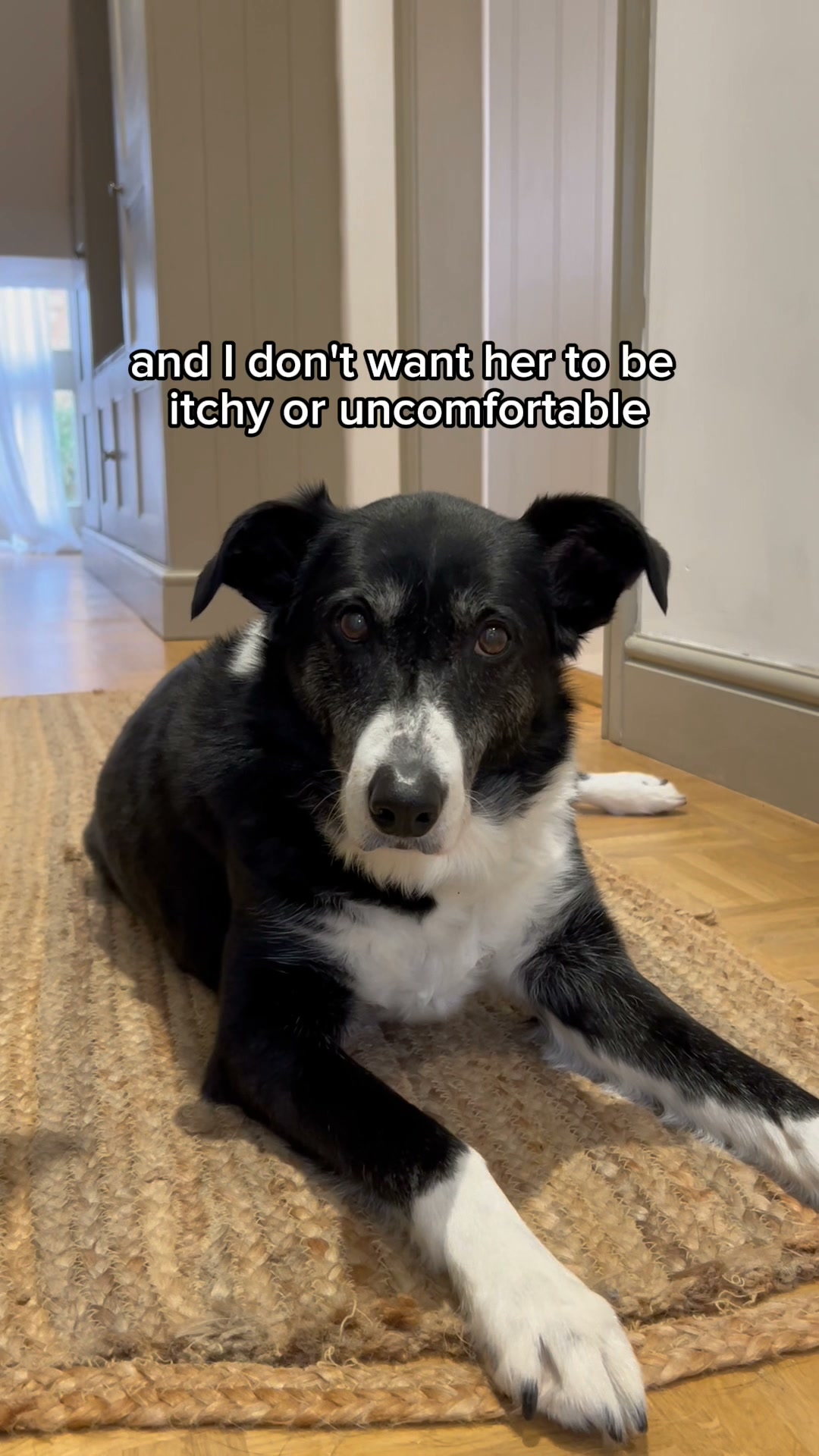 Kills Fleas in 5 Minutes