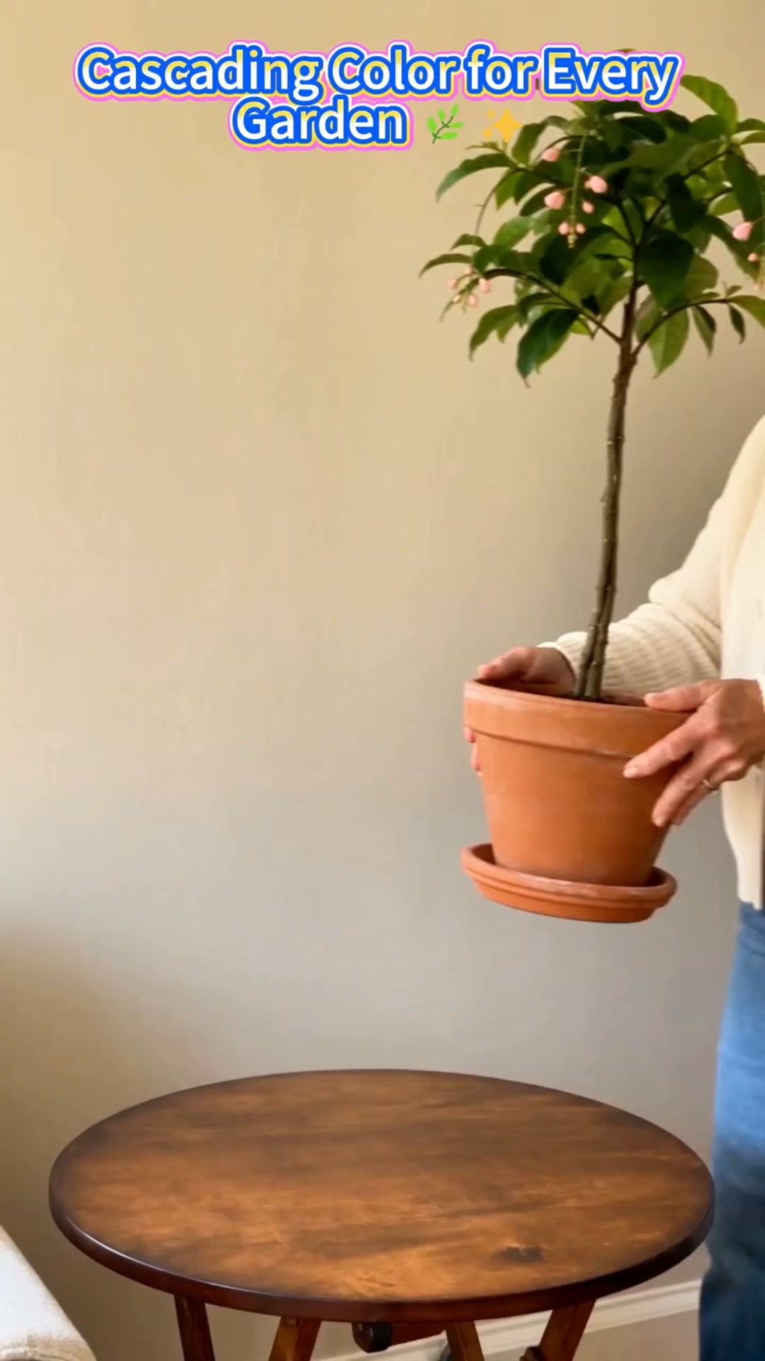 Anúncio de PetalPocket Seeds