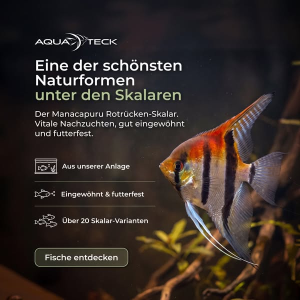 Farbenprächtiger Klassiker fürs Becken